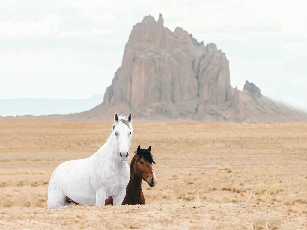 decorative - wild horses near red rock formations