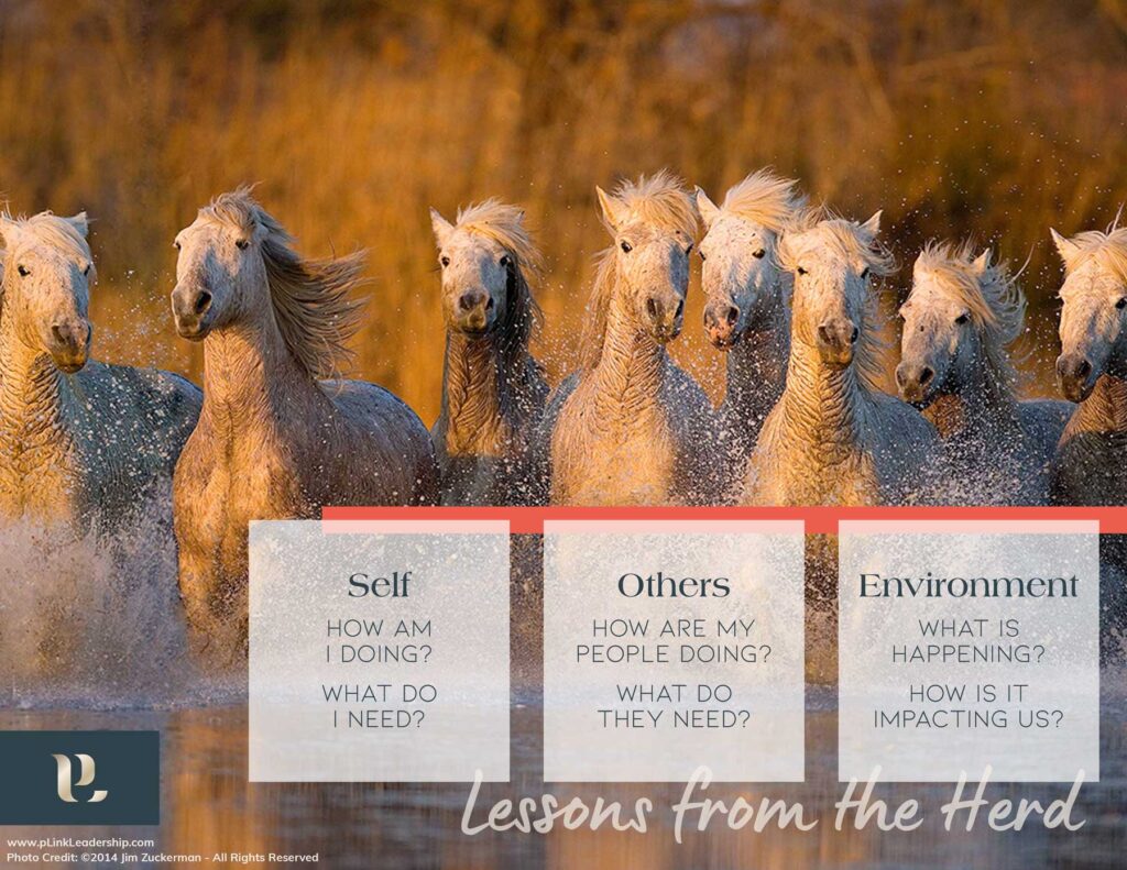 Lessons from the Herd